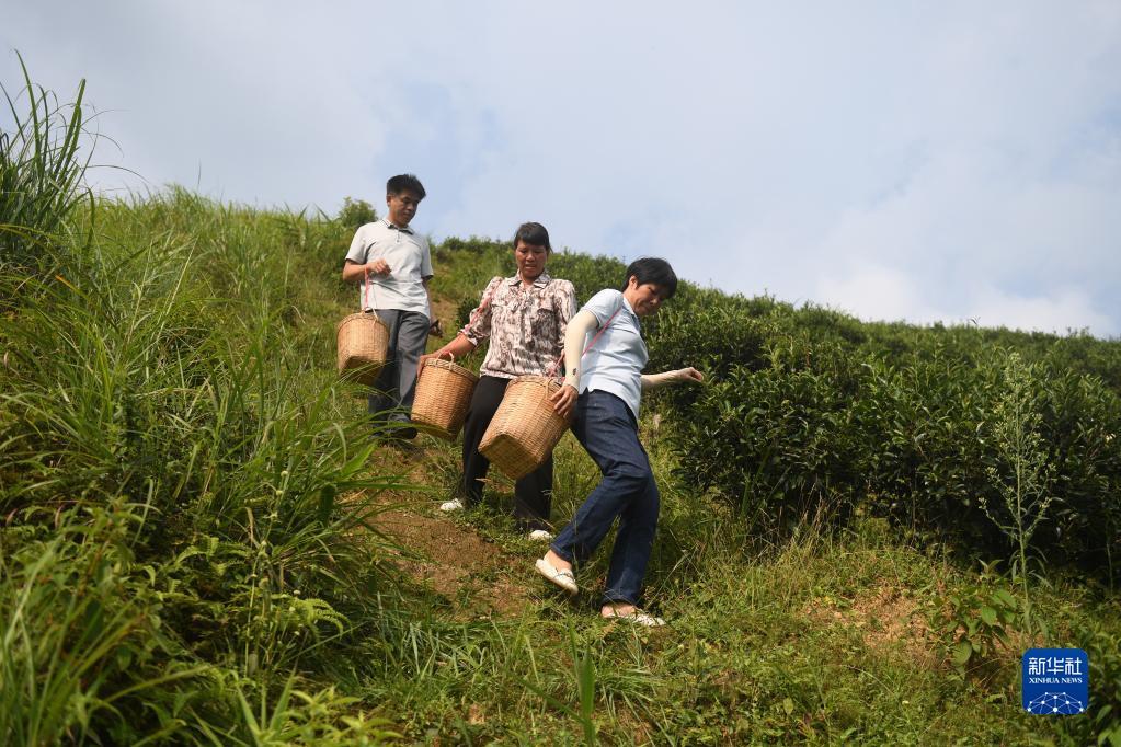 在廣西蒼梧縣六堡鎮(zhèn)山坪村，祝雪蘭（前）和村民采茶后走下茶山（2022年9月22日攝）。新華社記者 陸波岸 攝